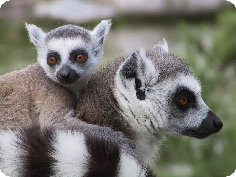Fota-Wildlife-Baby-Lemur-1024x768-photo-credit-irish-tourism (3)